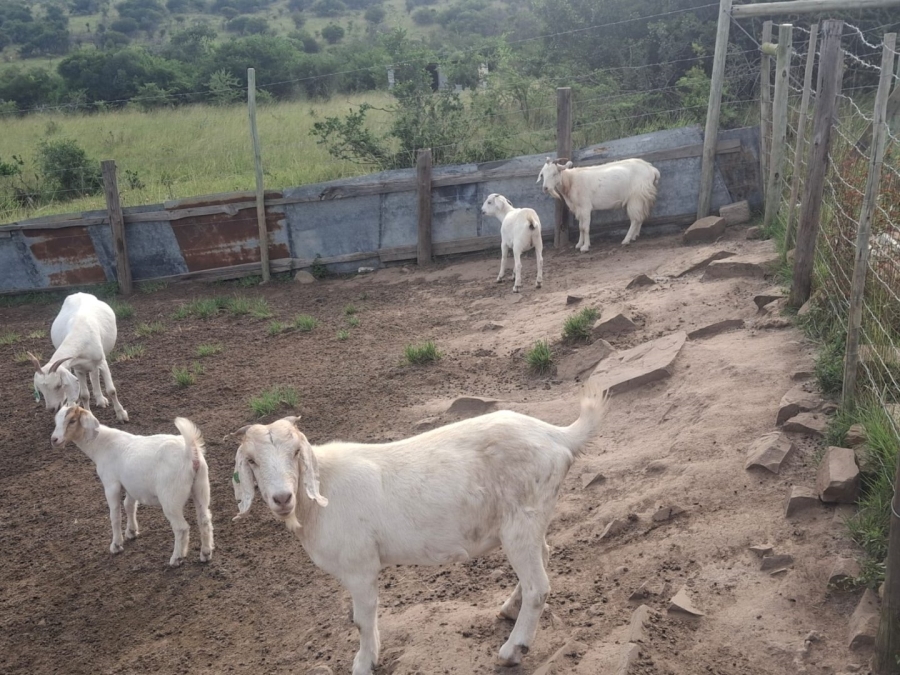 Commercial Property for Sale in Alice Eastern Cape